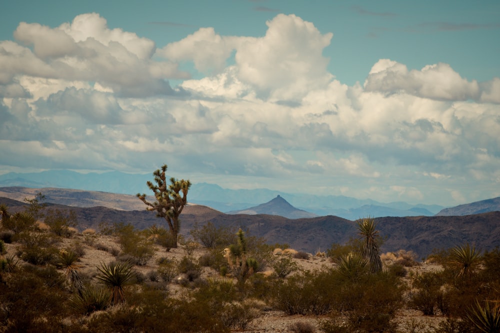 a desert landscape with a cactus and mountains in the background