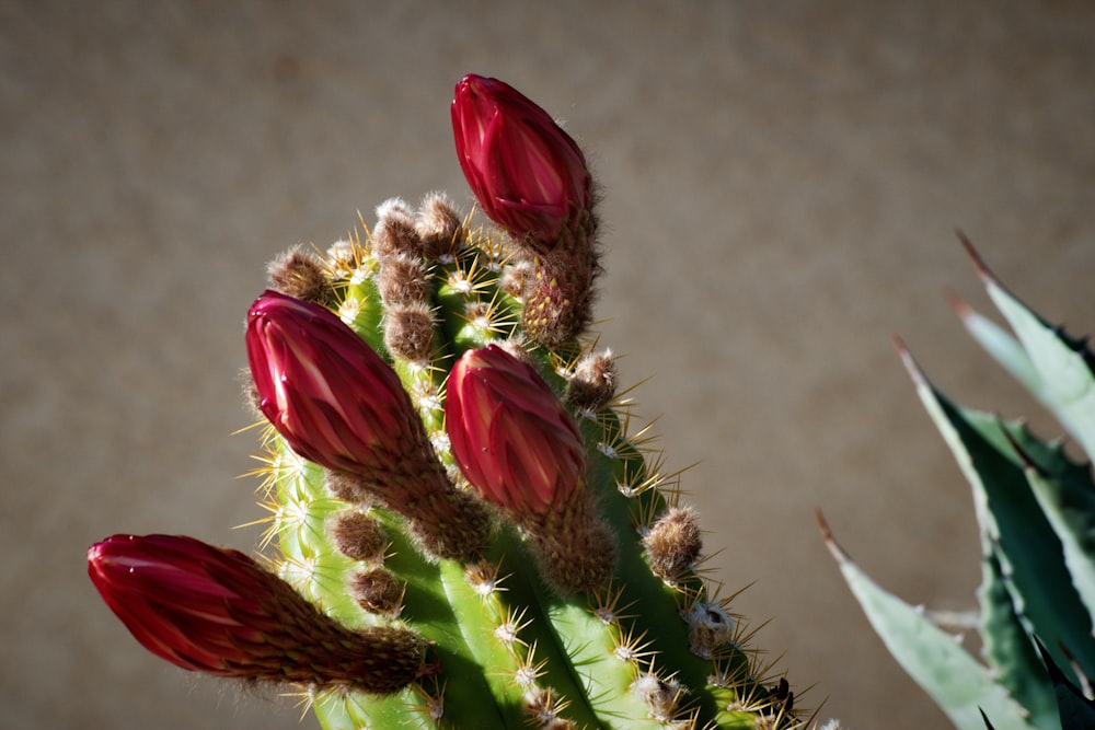 a close up of a cactus with red flowers