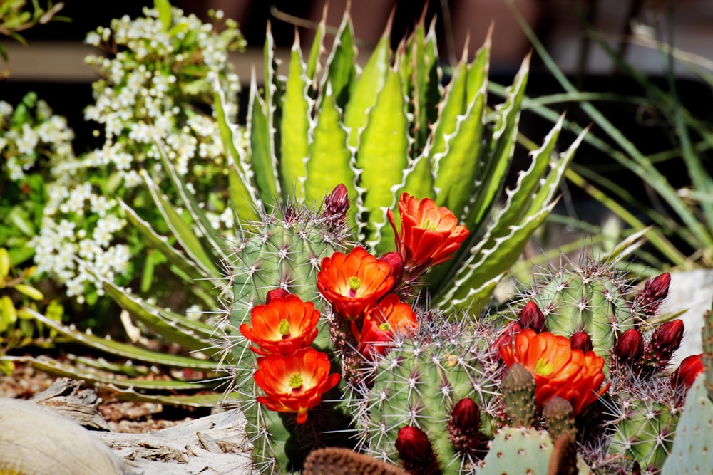 a cactus with red flowers and green leaves