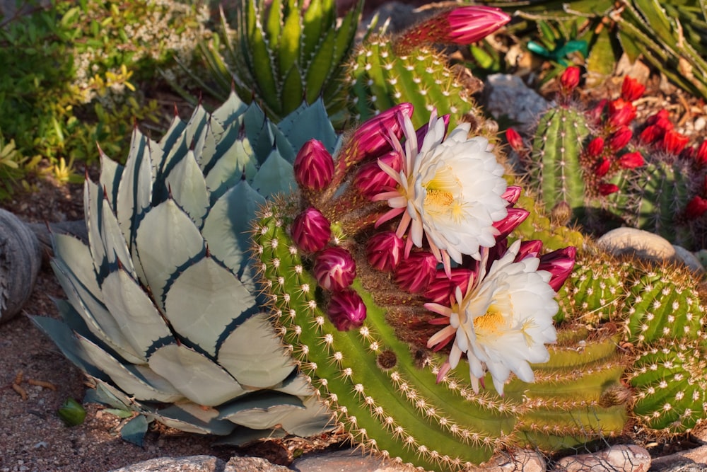 a close up of a cactus with flowers in the background