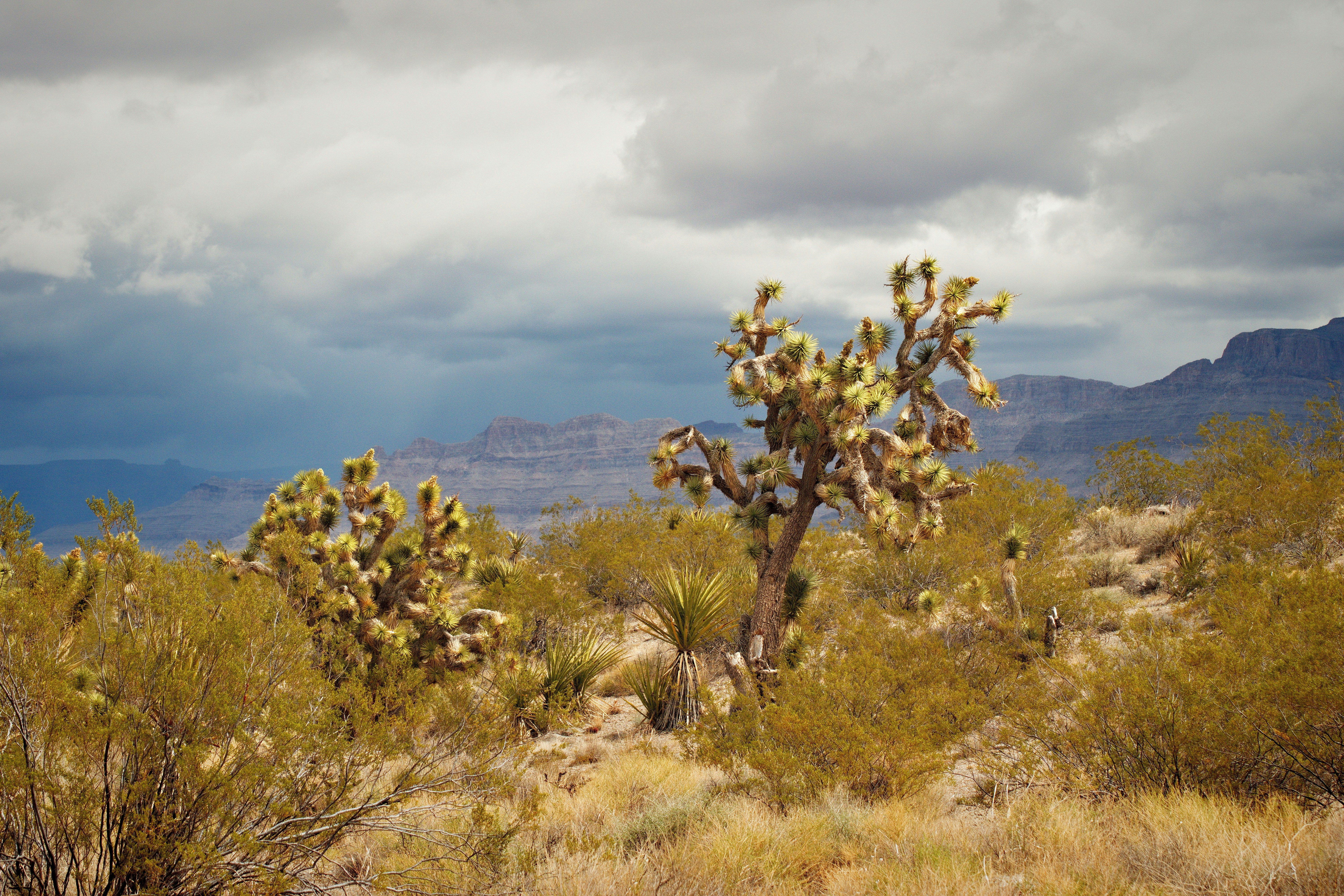 Un gran cactus en el desierto con montañas al fondo foto – Imagen de  Montaña gratuita en Unsplash, image size:3000x2000