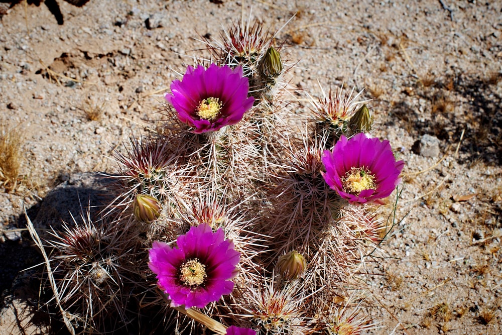 Un grupo de flores púrpuras sentadas en la cima de un desierto