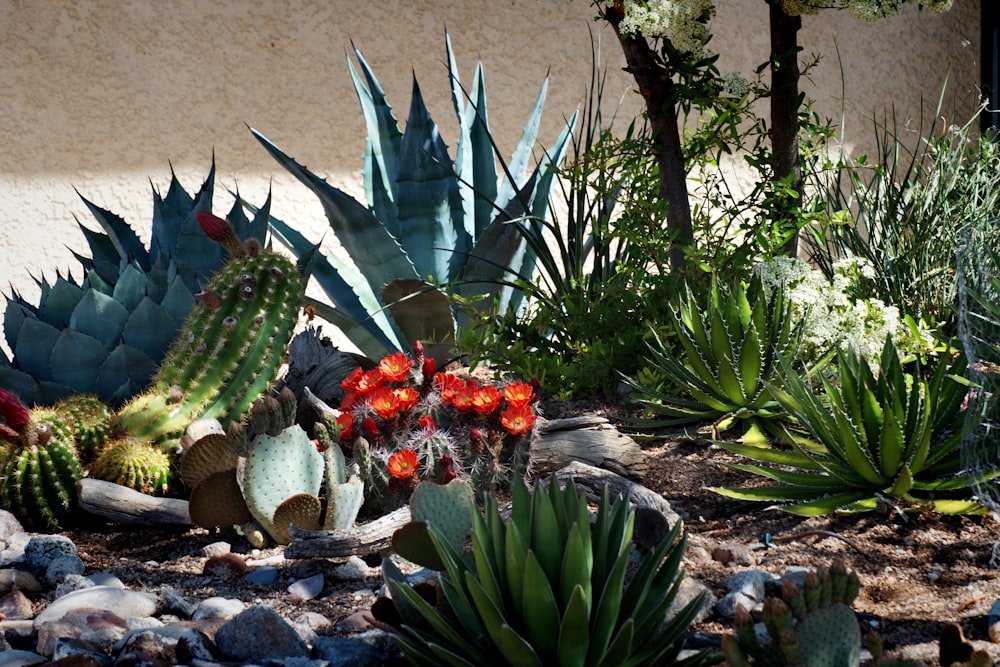 a bunch of plants that are in the dirt