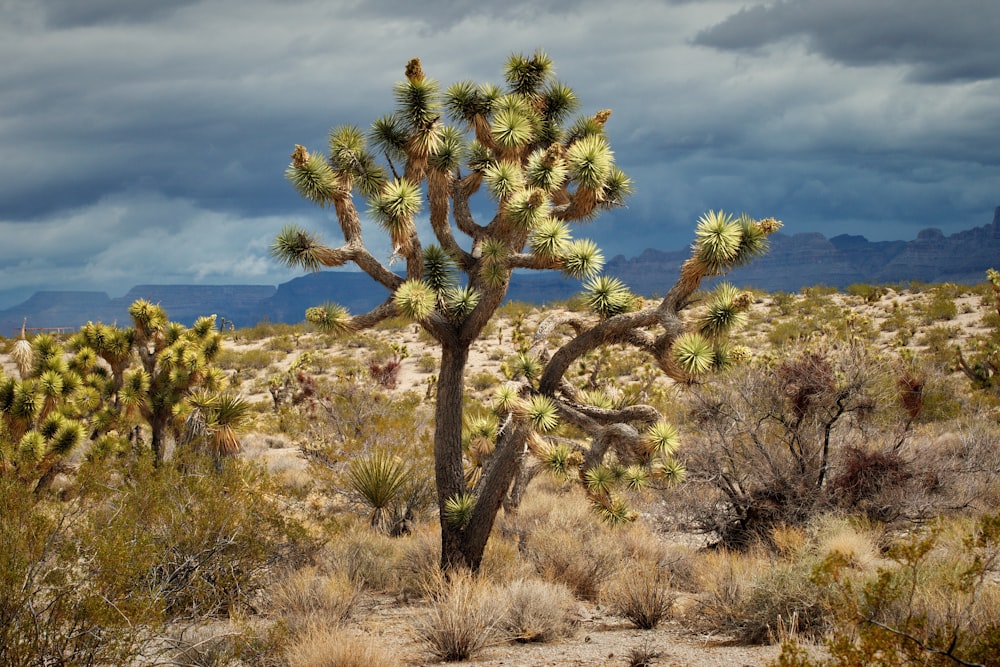 a large cactus in the middle of a desert