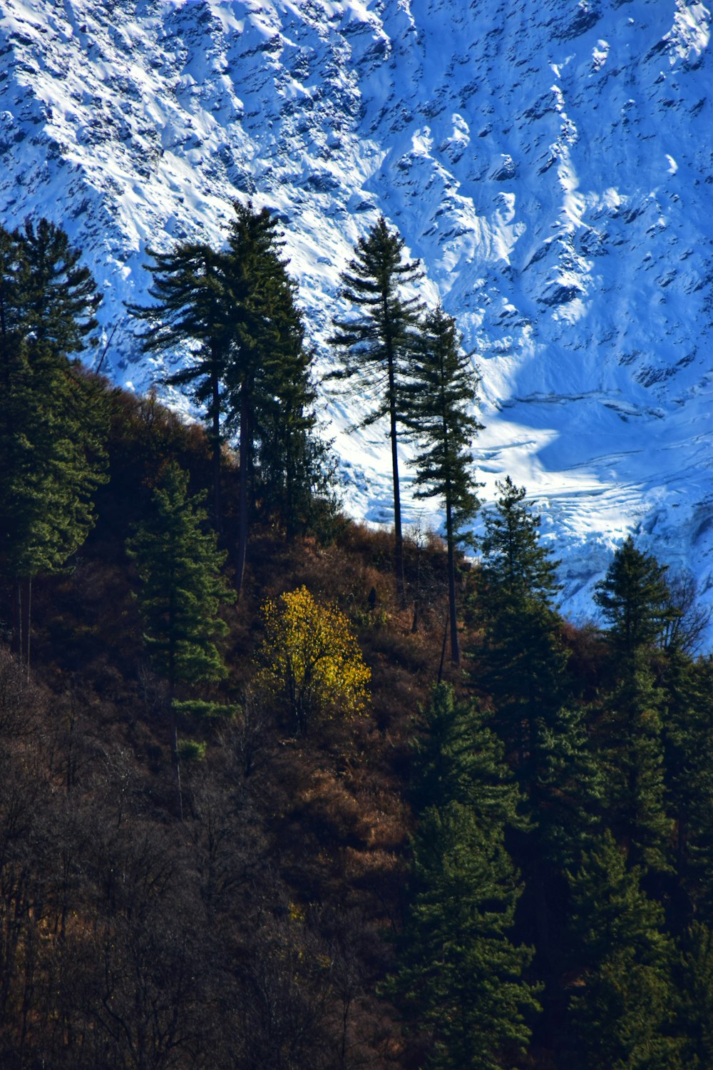 a group of trees sitting on the side of a snow covered mountain