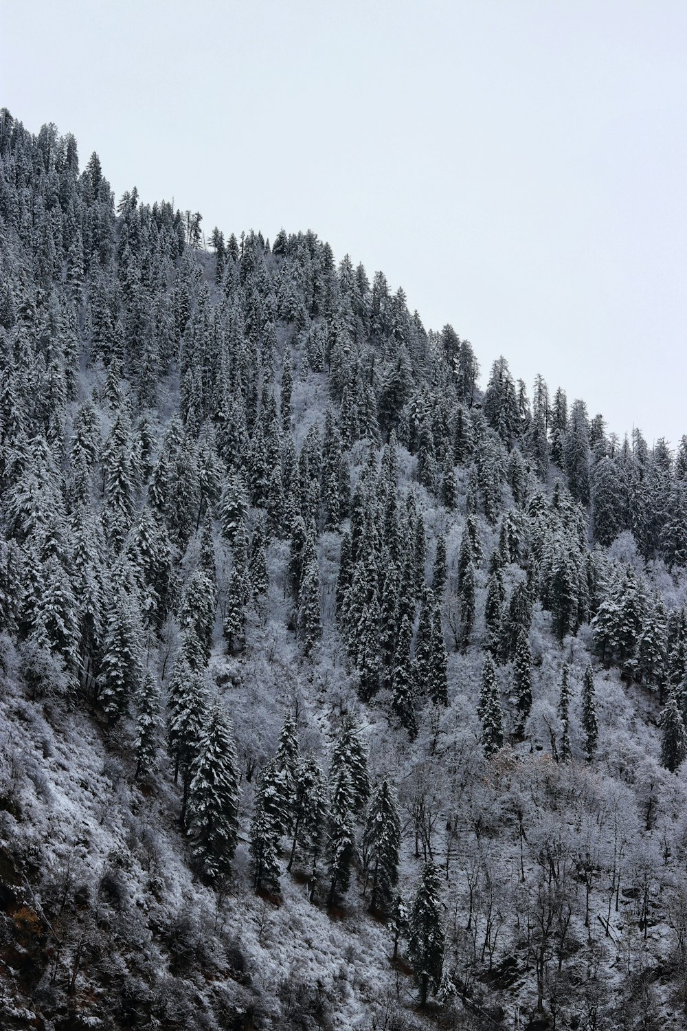 a mountain covered in snow with lots of trees