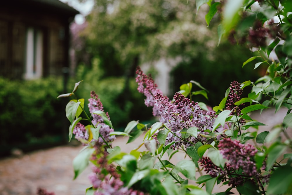 a bush with purple flowers in front of a house