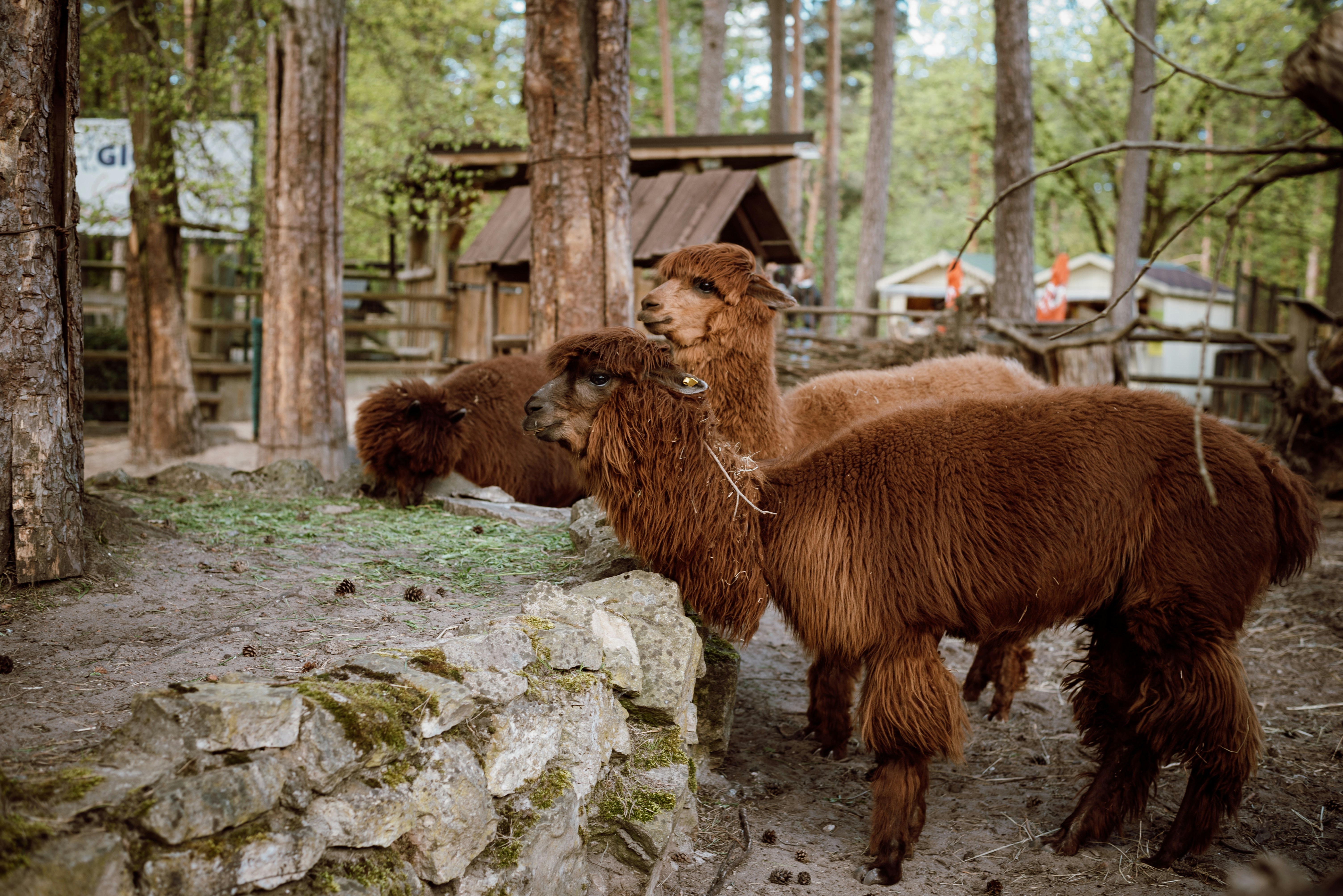 a couple of animals that are standing in the dirt