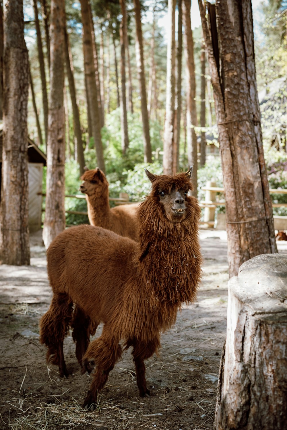 a couple of llamas standing next to each other in a forest