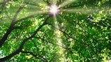 Soft beams of light filtering through leaves, symbolizing clarity and growth.