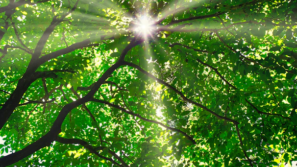 Sun rays filtering through lush green trees, symbolizing warmth and nourishment.