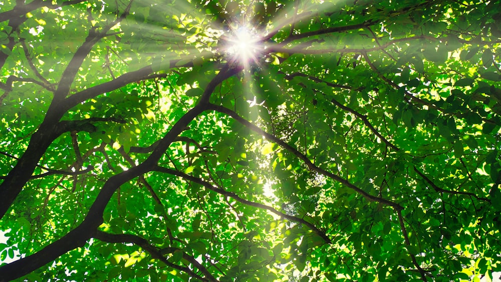 the sun shining through the leaves of a tree