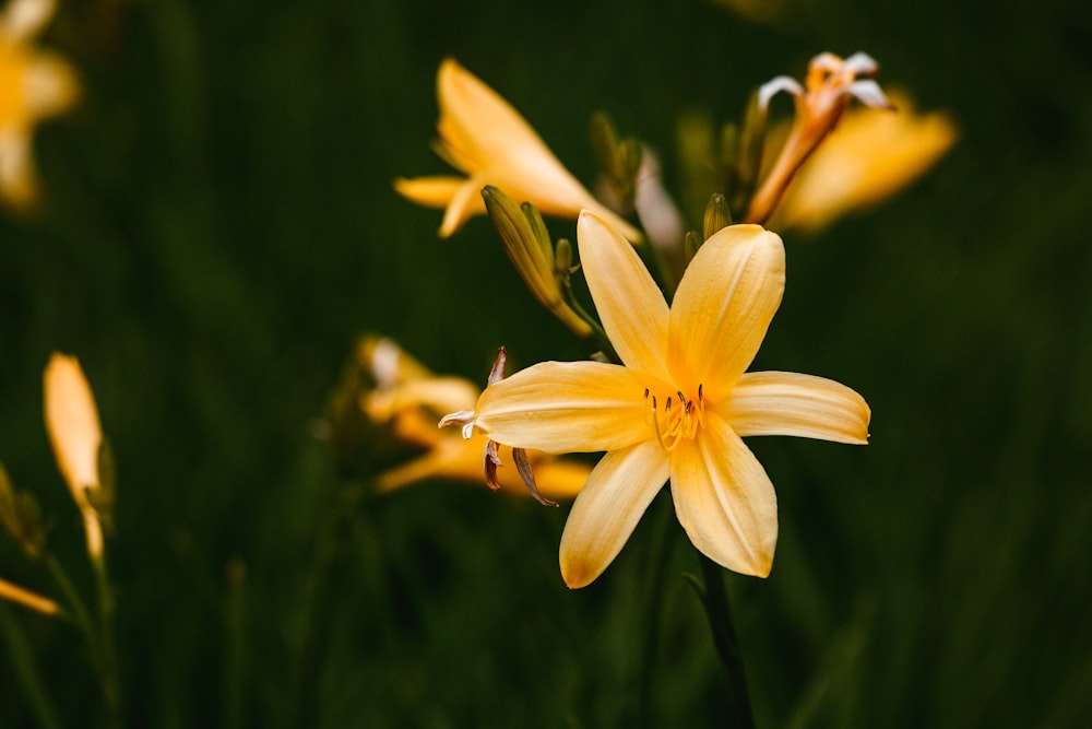 a close up of a yellow flower in a field