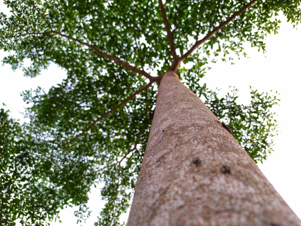 a tall tree with lots of green leaves