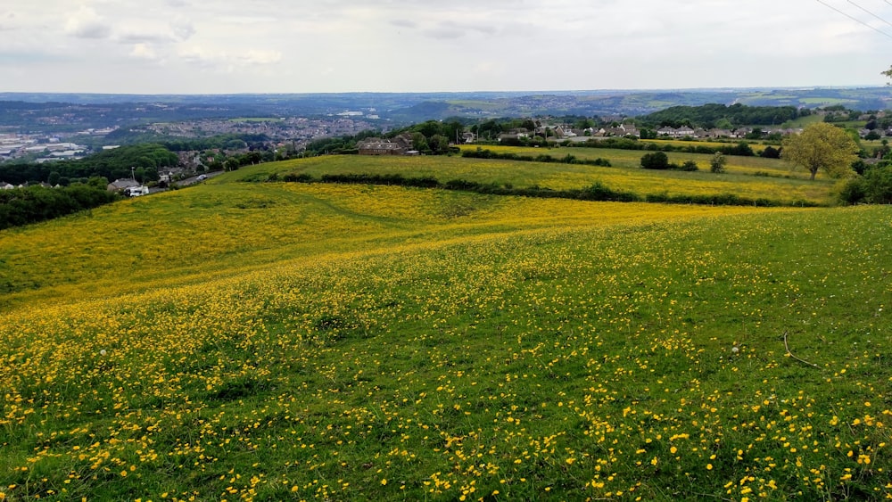 a grassy hill with yellow flowers in the foreground