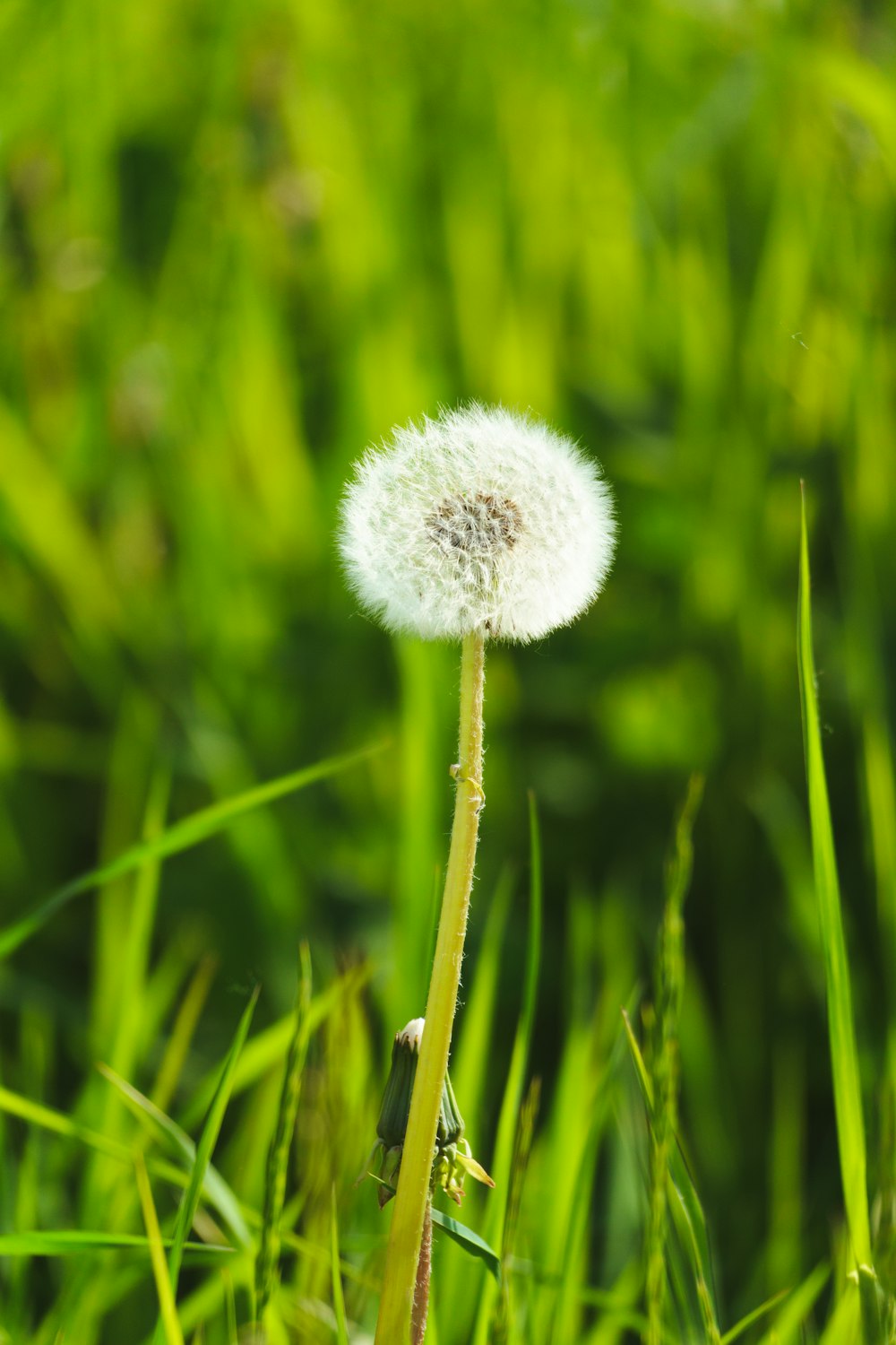 a dandelion in a field of green grass