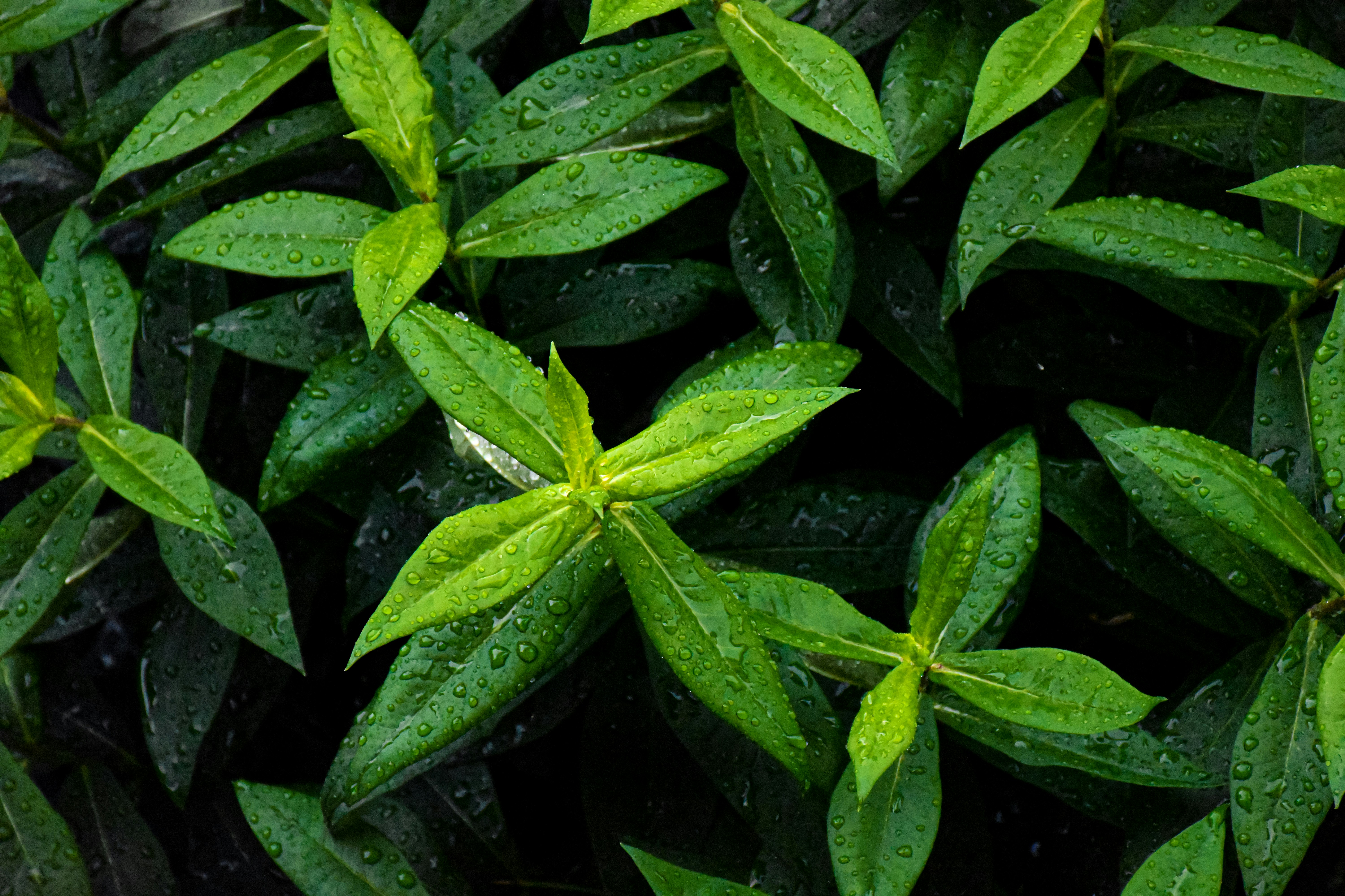 Photo by sunshineirises