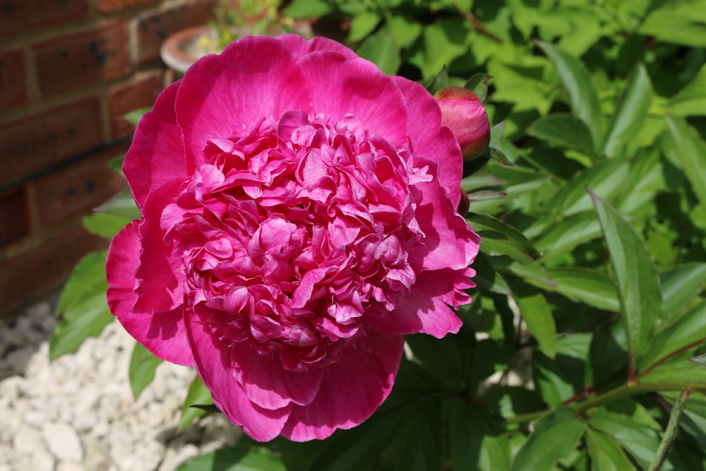 a close up of a pink flower in a garden