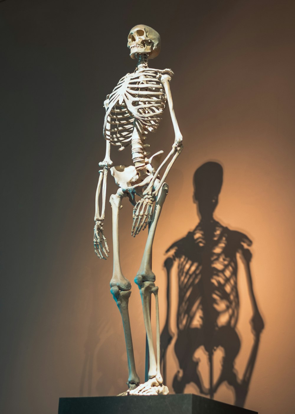 a skeleton standing next to a shadow of a person