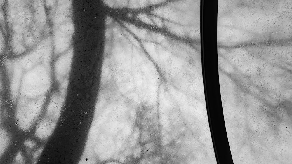 a black and white photo of a tree in the snow