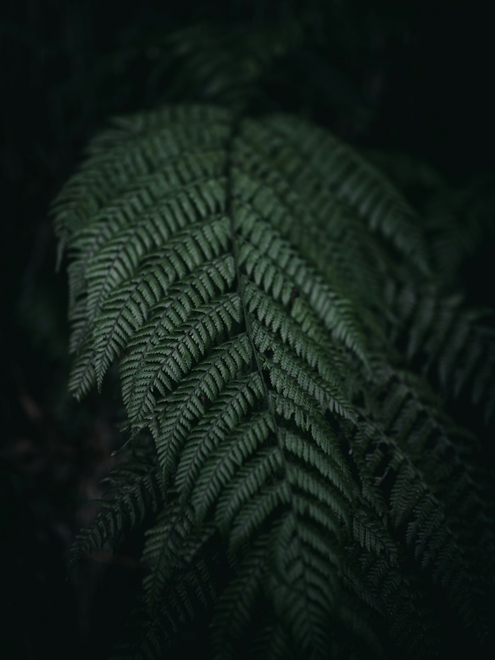 a close up of a fern leaf in the dark