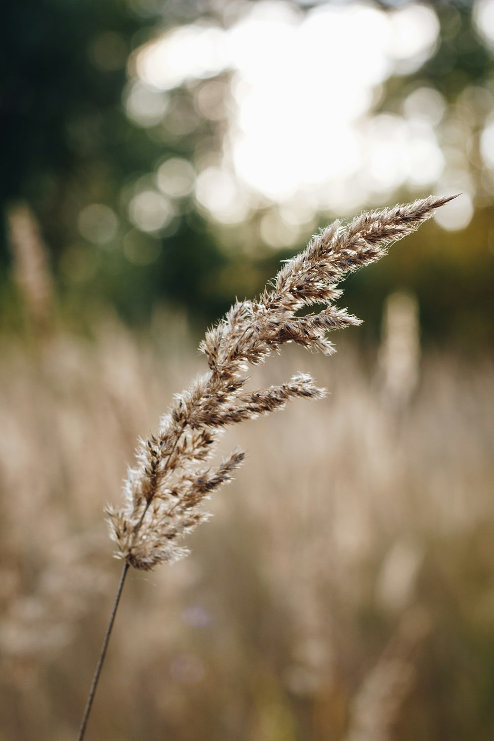 a close up of a plant in a field