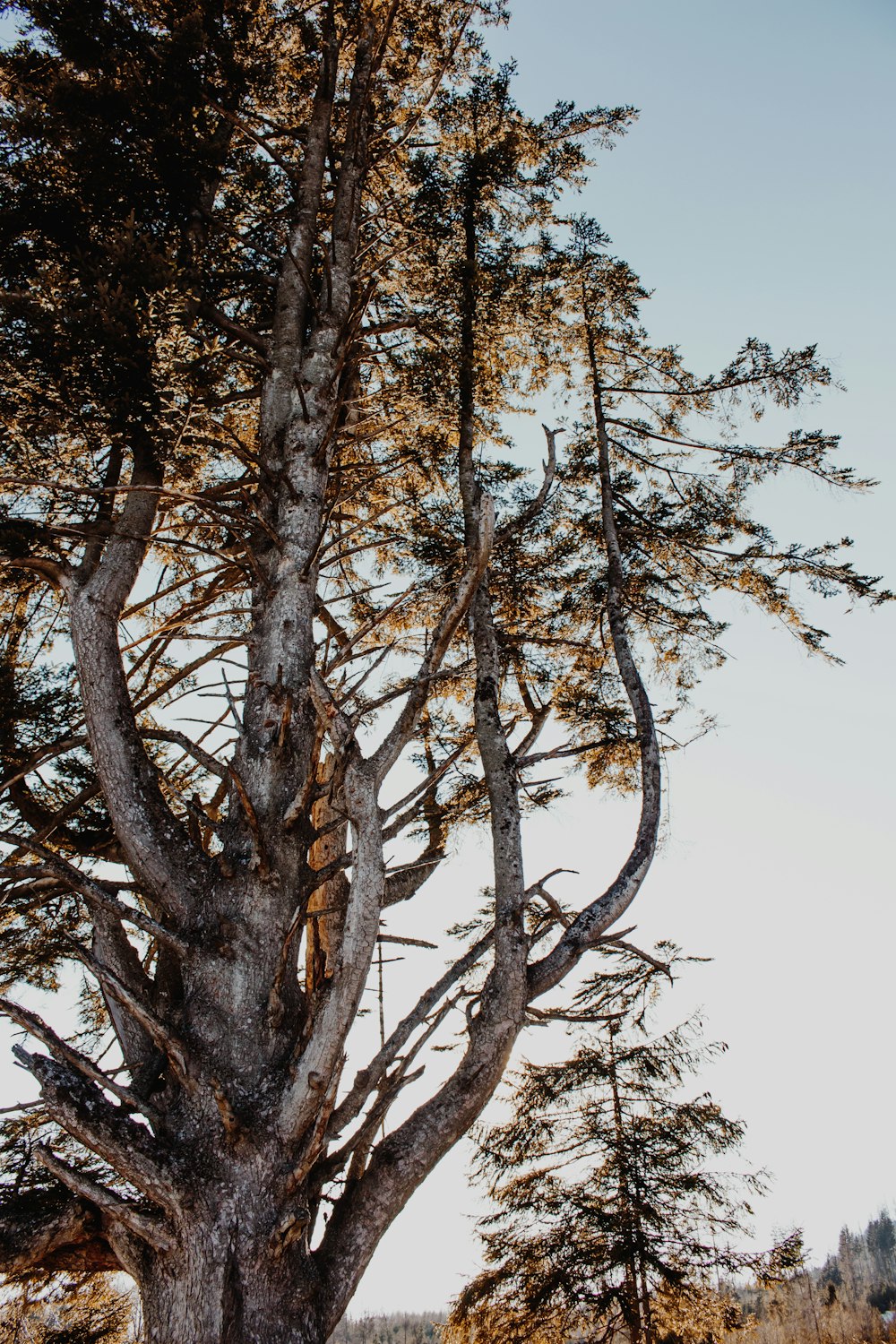 a tall tree with lots of branches in the middle of a field