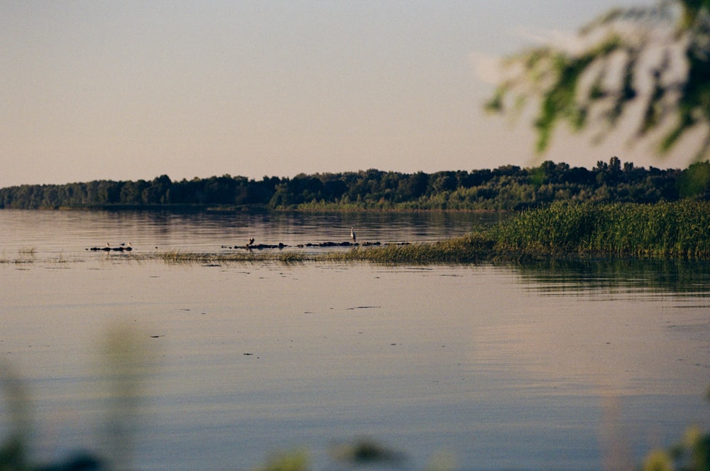 Un groupe de canards flottant au-dessus d’un lac
