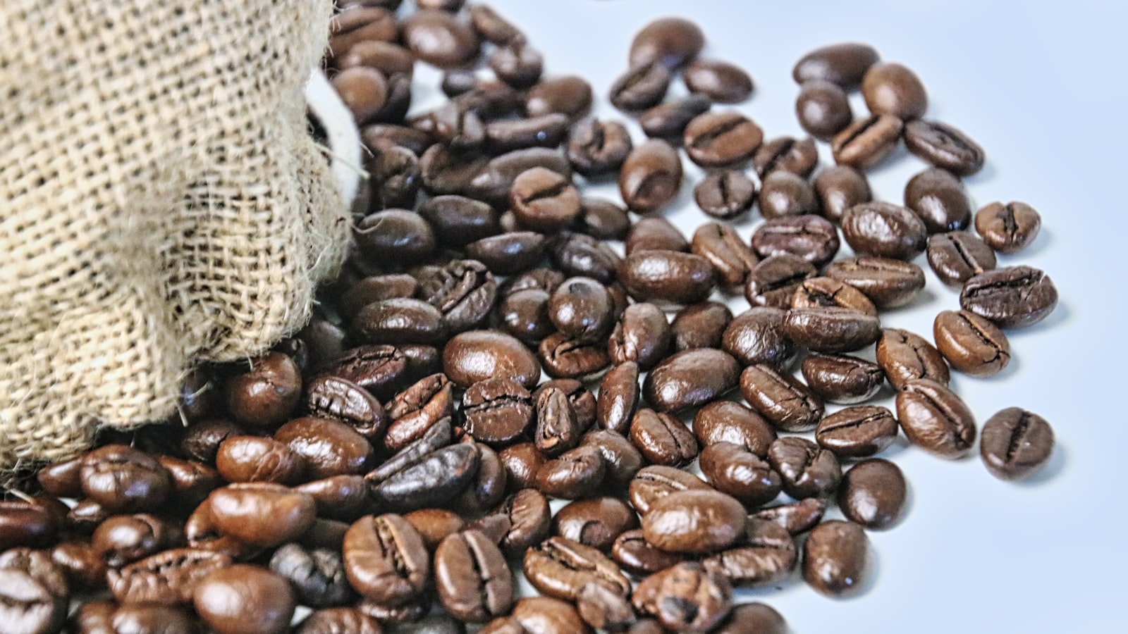 Preparing the Optimal Environment for Tangerine Seed Germination