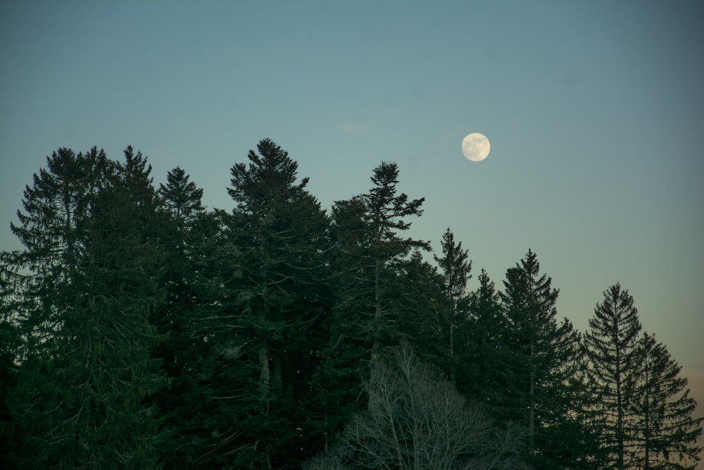 a full moon rising over a forest of trees