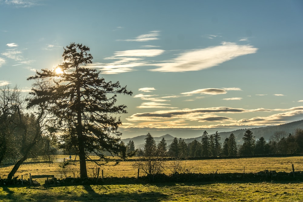 a lone tree in a field with the sun in the background