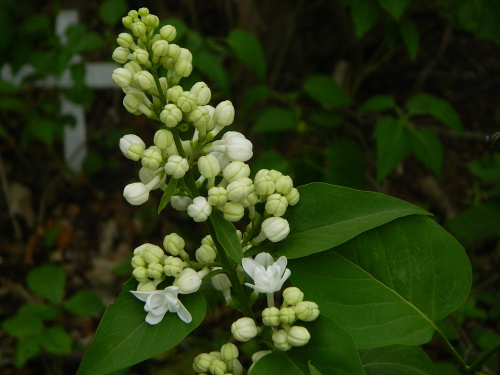 a close up of a plant with white flowers