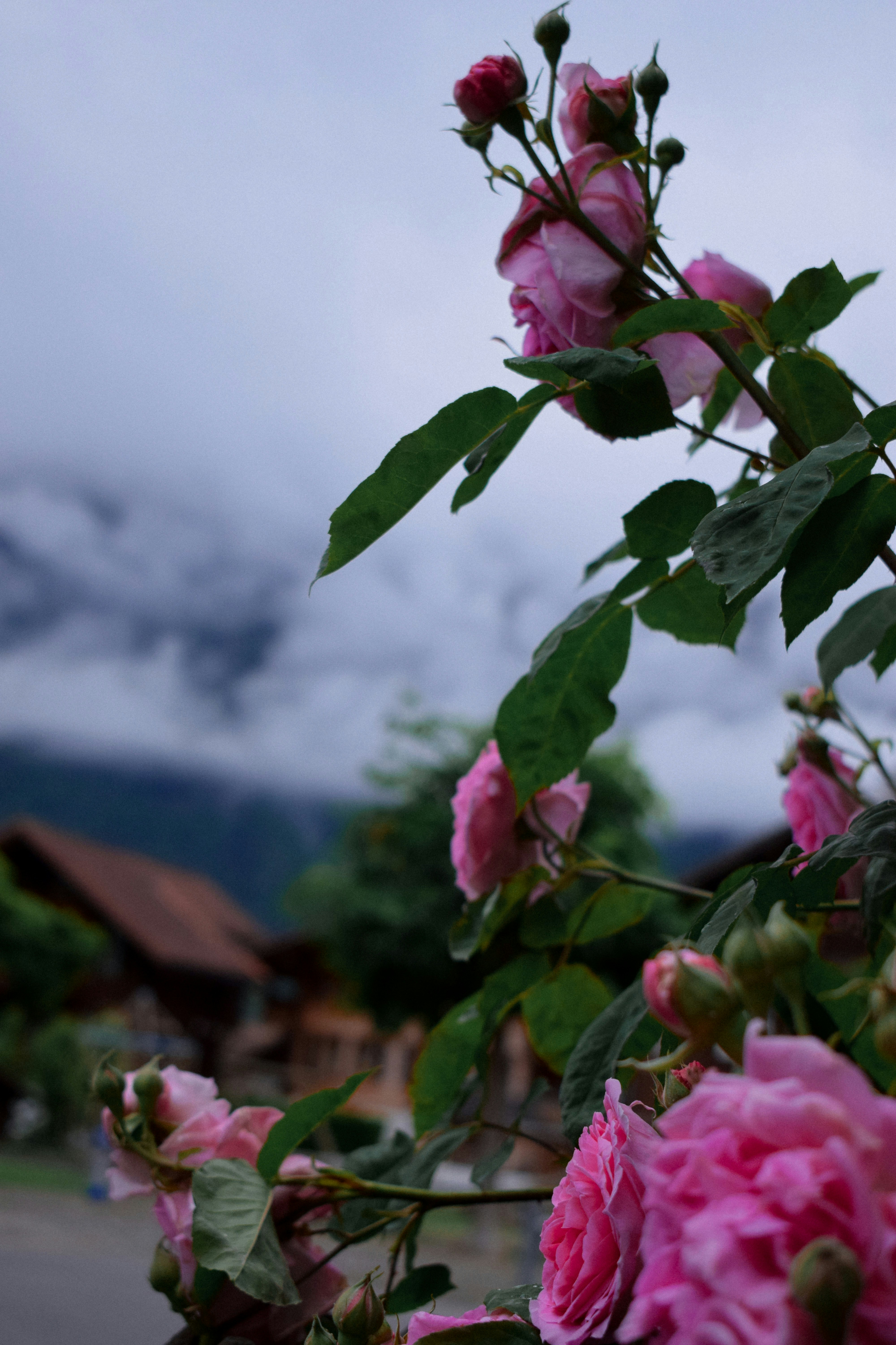 A bunch of pink roses growing on a tree photo – Free Grey Image on Unsplash