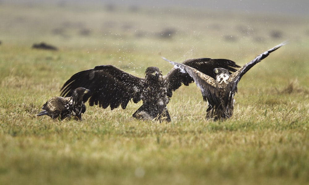 a couple of birds that are in the grass