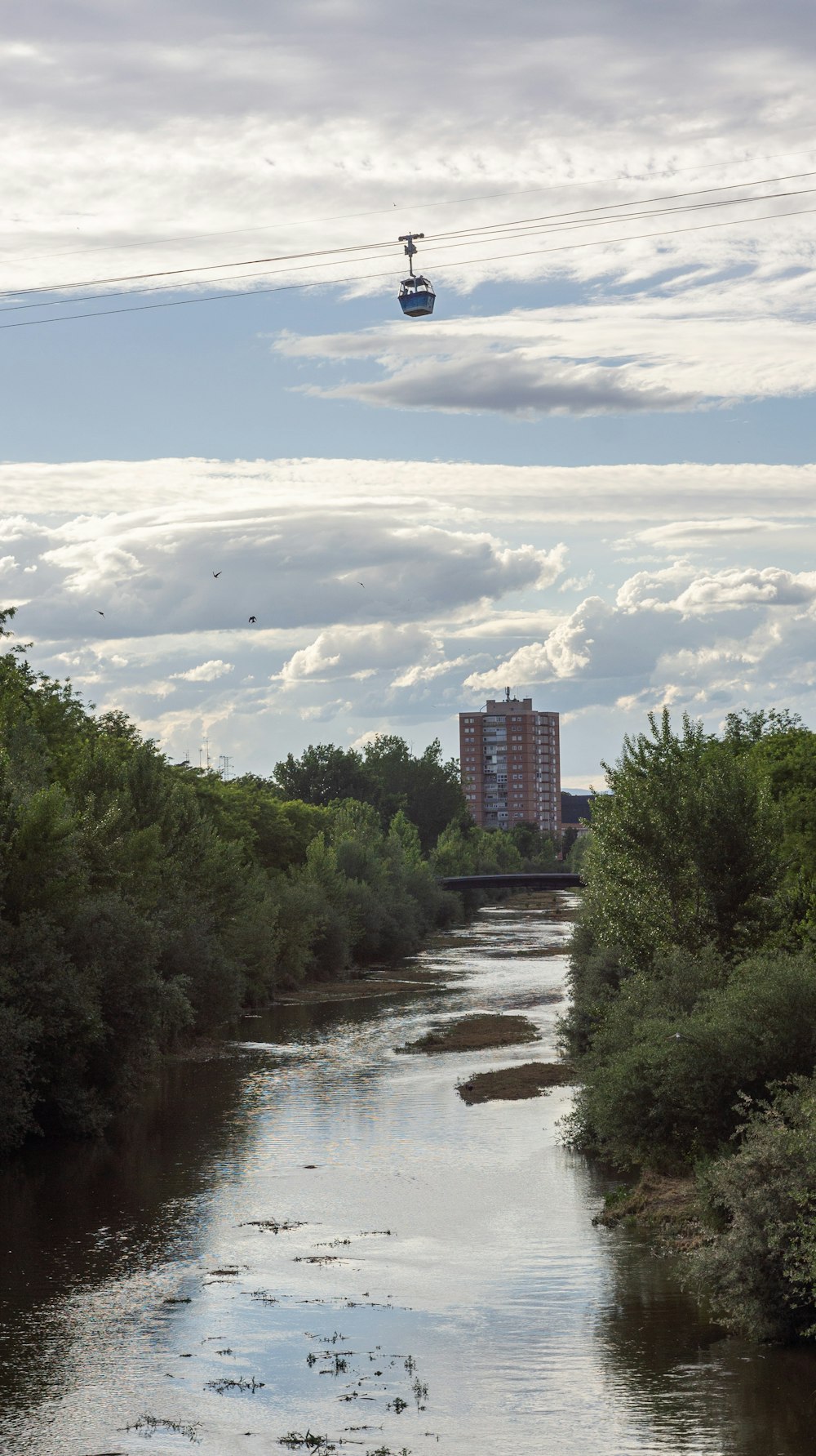 une rivière qui coule à travers une forêt verdoyante