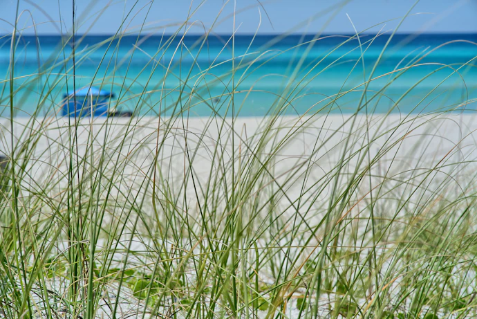 a view of a Florida beach through the grass with aqua water in the background