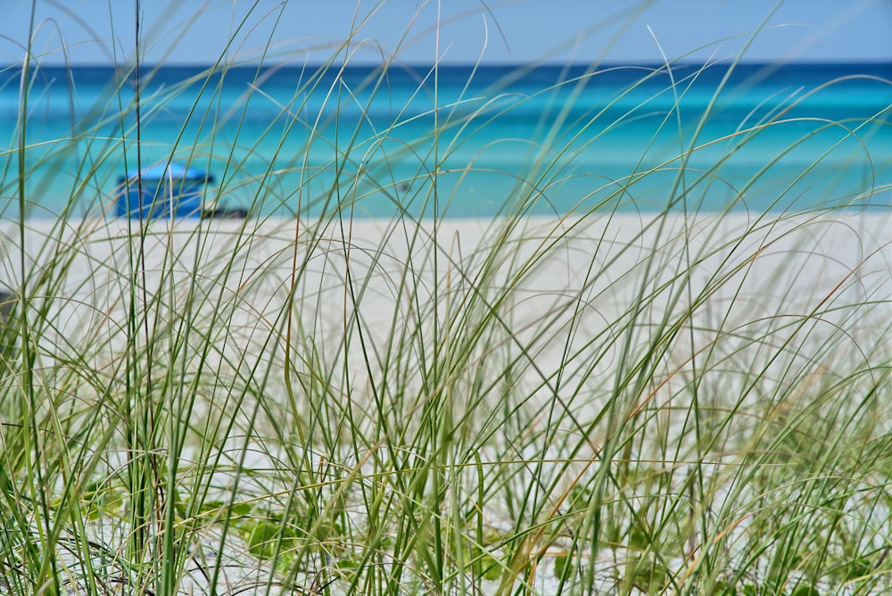 a view of a beach from the grass