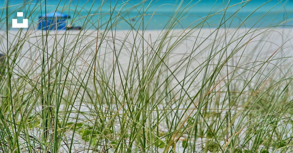 A view of a beach from the grass photo – Free Panama city beach Image