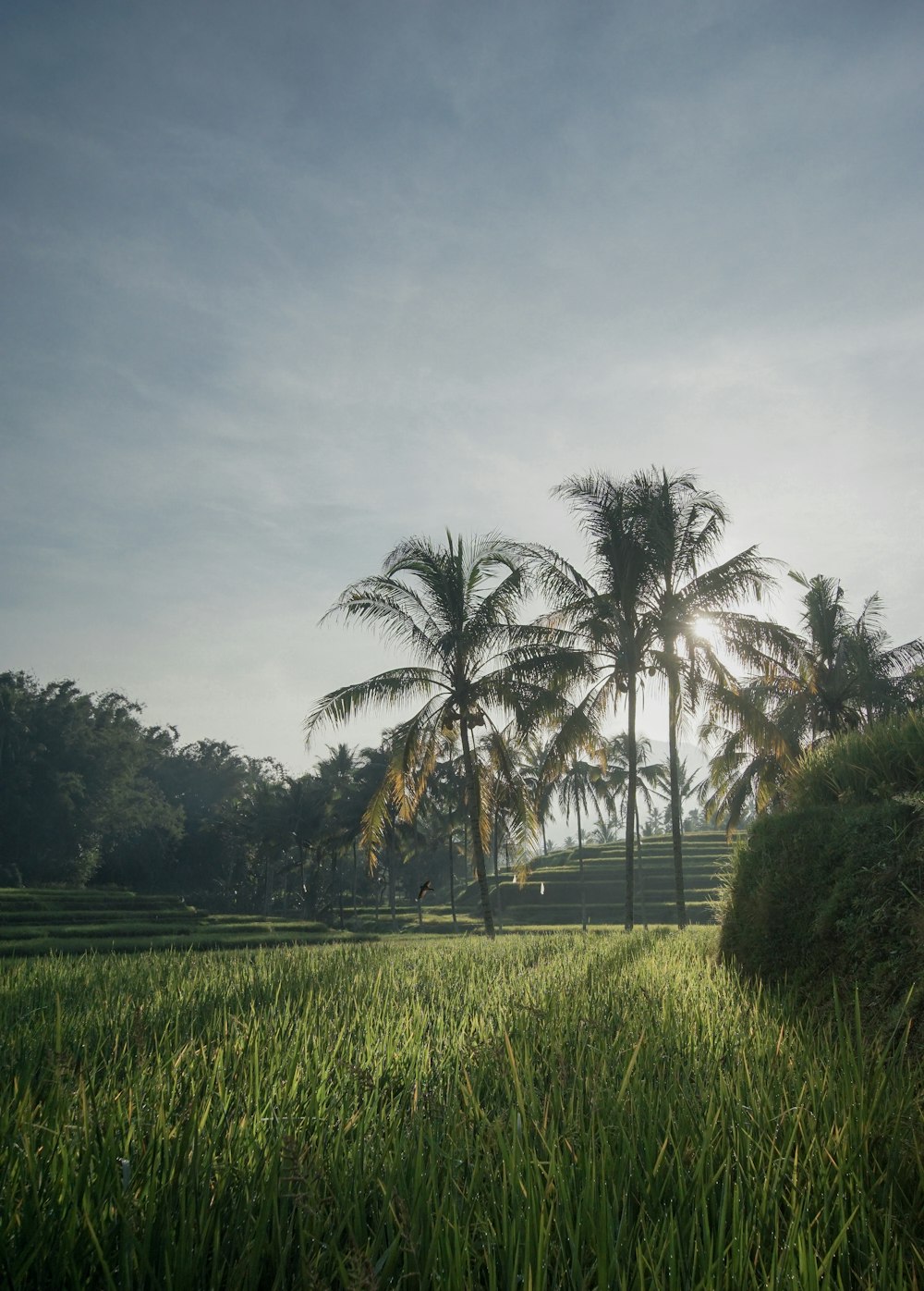 a lush green field with palm trees in the background