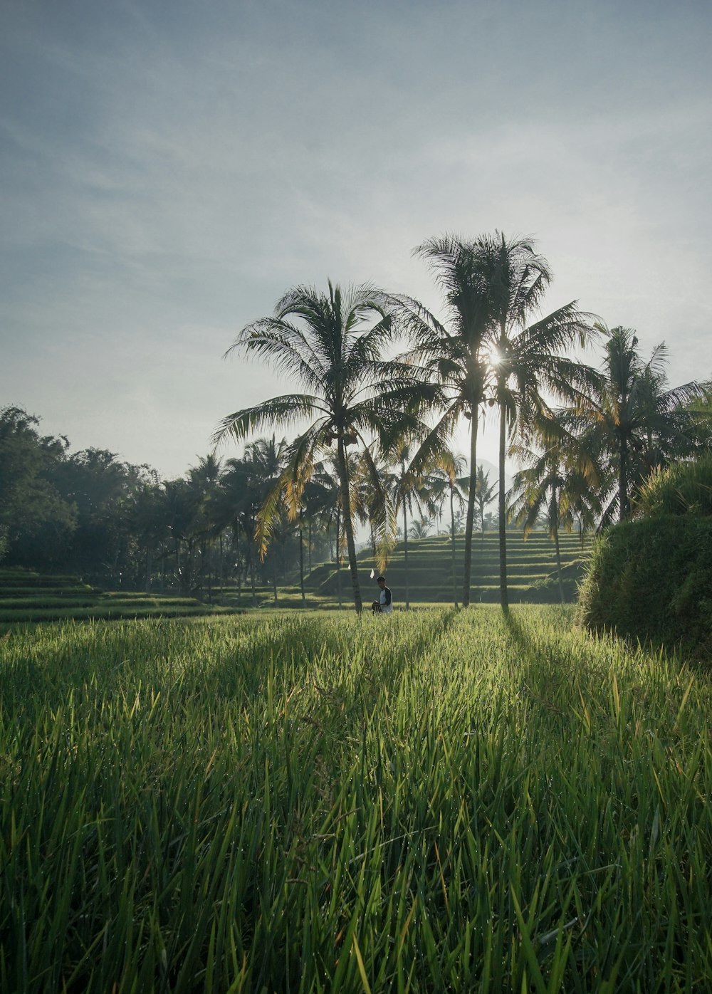 a lush green field with palm trees in the background