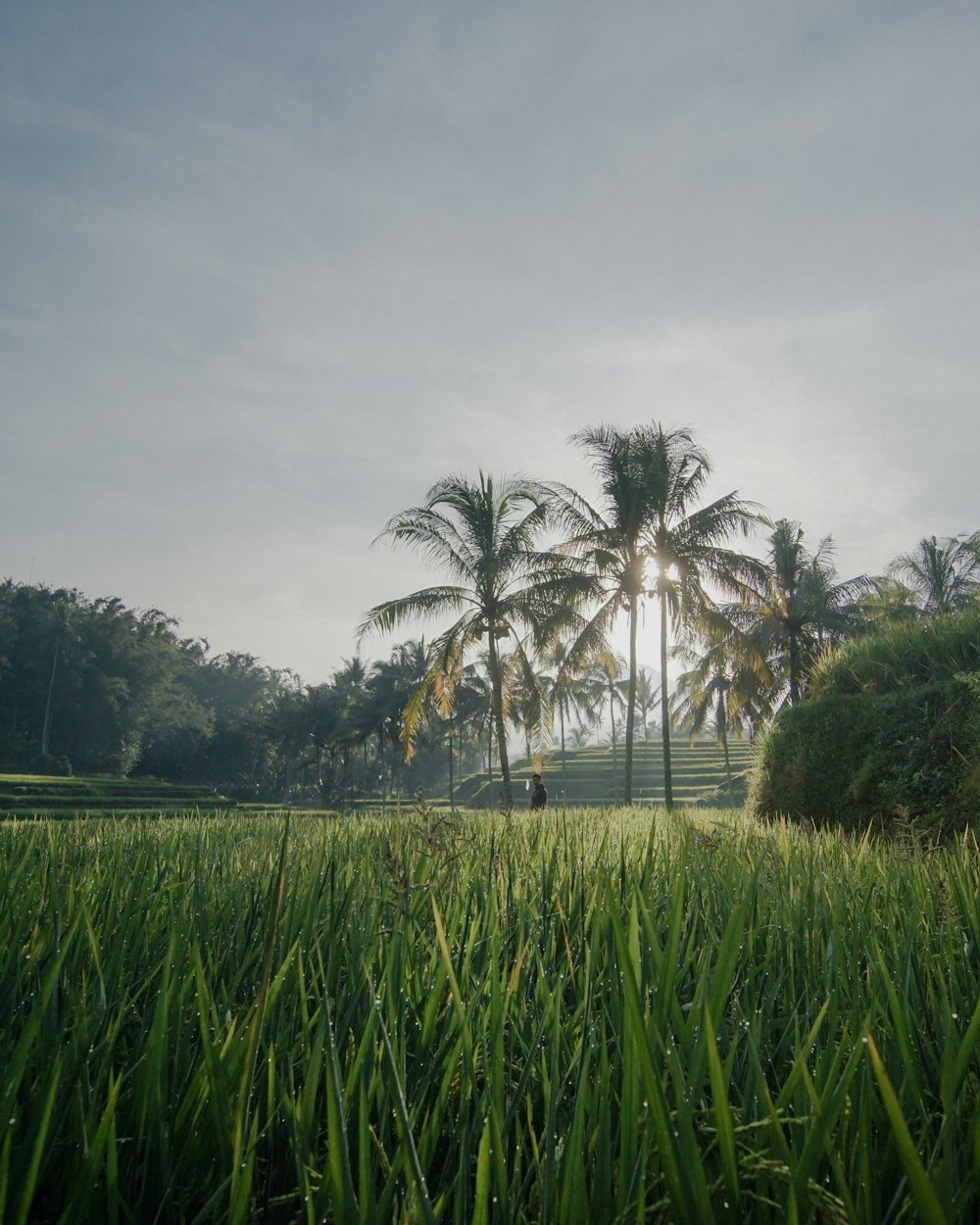 a lush green field with palm trees in the background