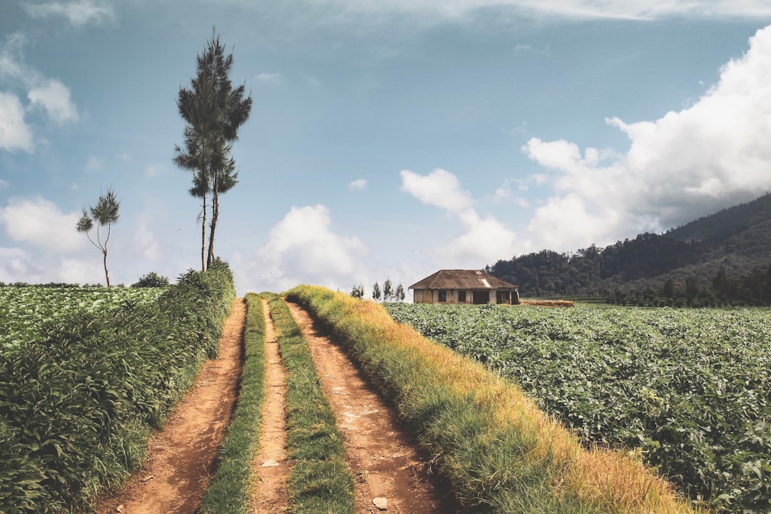 Plain photo spot Sumberbrantas Semeru