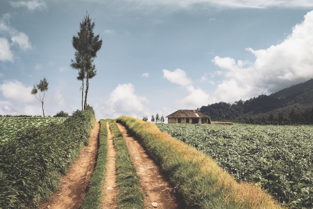 a dirt road leading to a house in the middle of a field