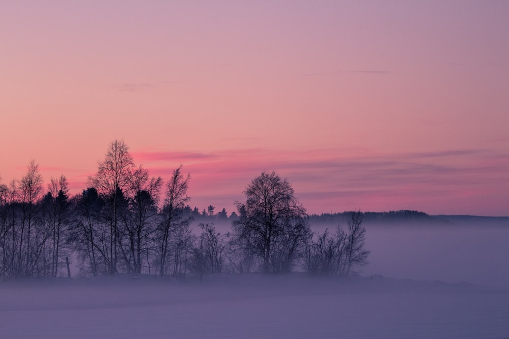 a foggy landscape with trees in the foreground