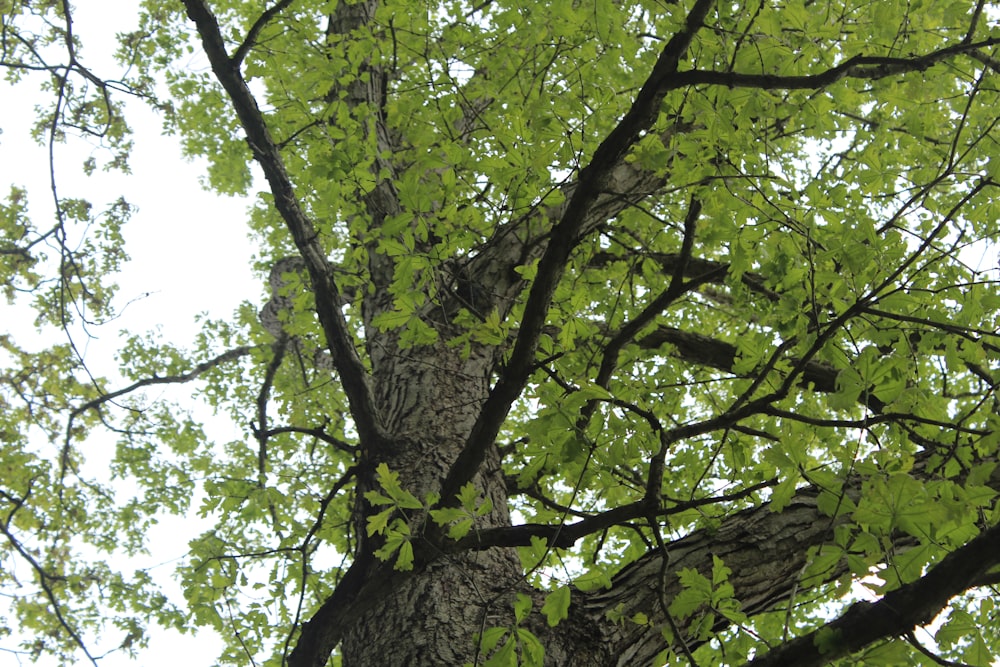 Grand arbre avec les feuilles vertes