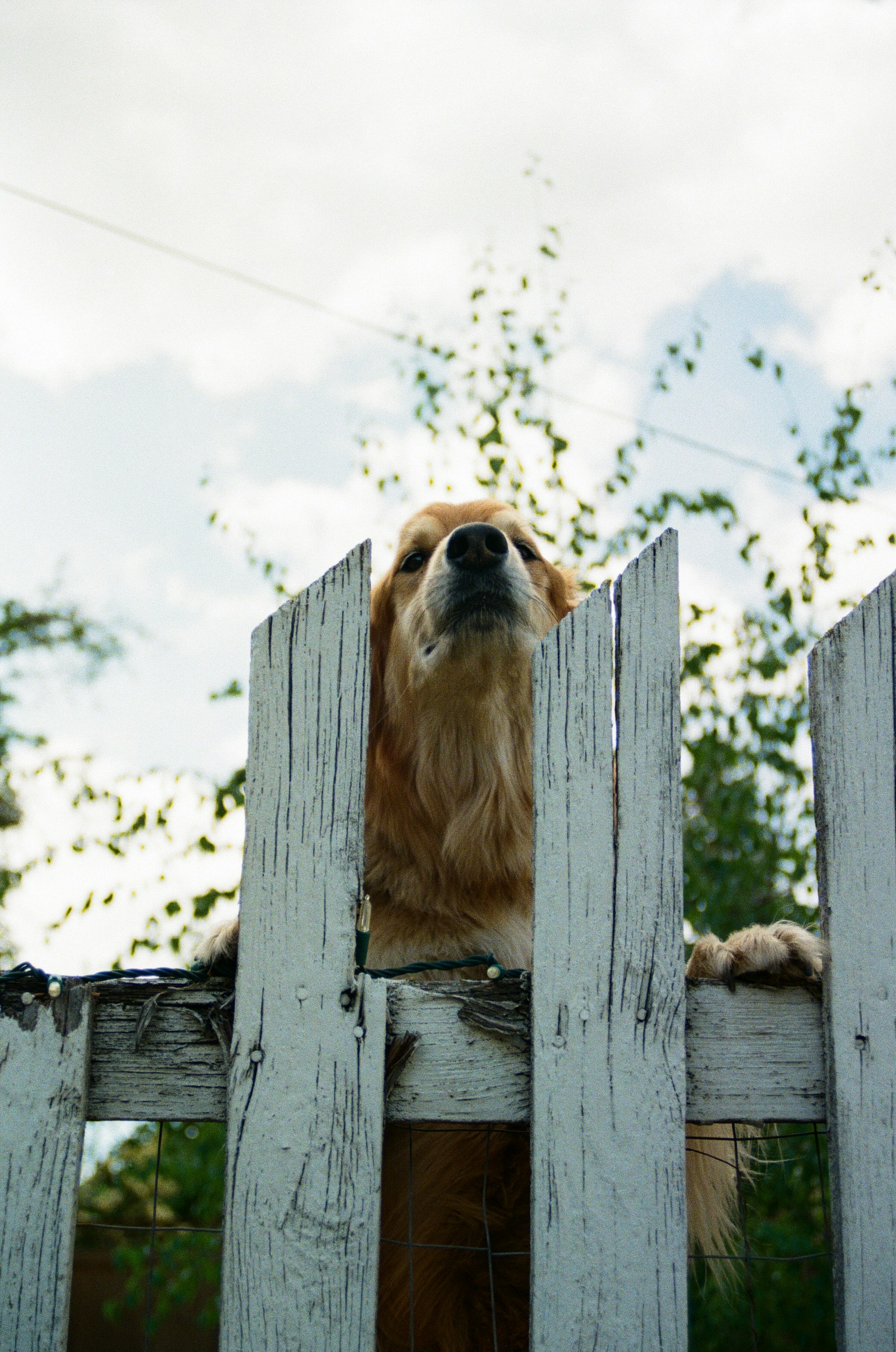 a dog is sitting on top of a wooden fence