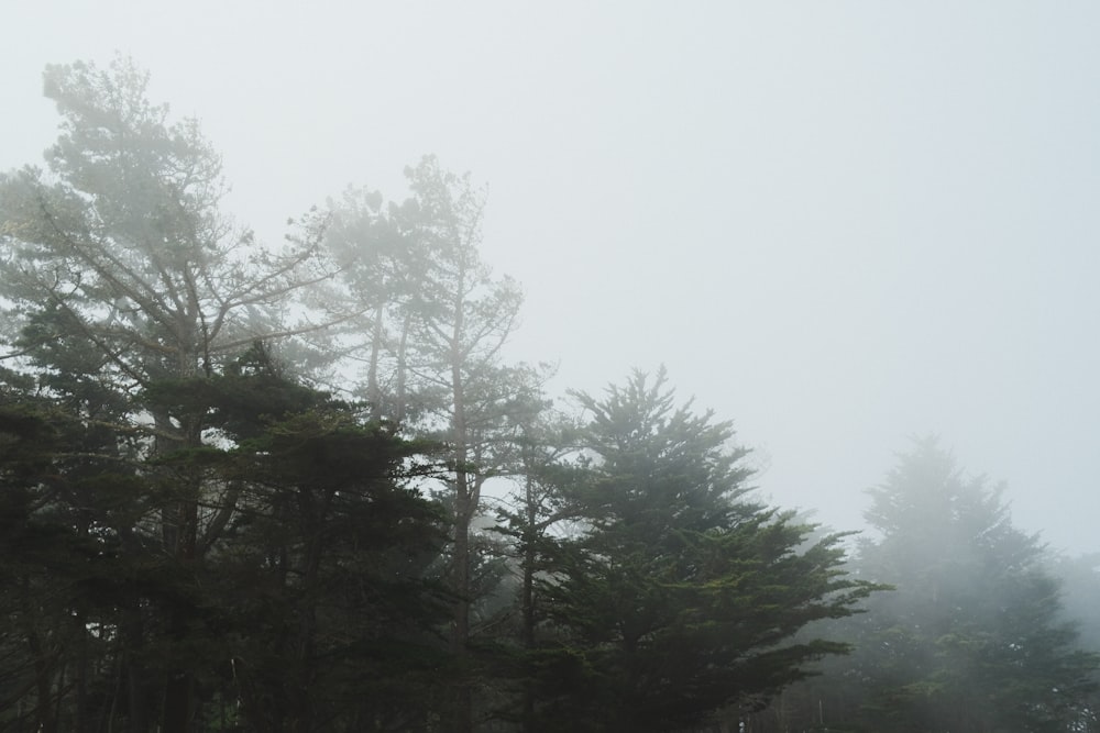 a foggy forest filled with lots of trees