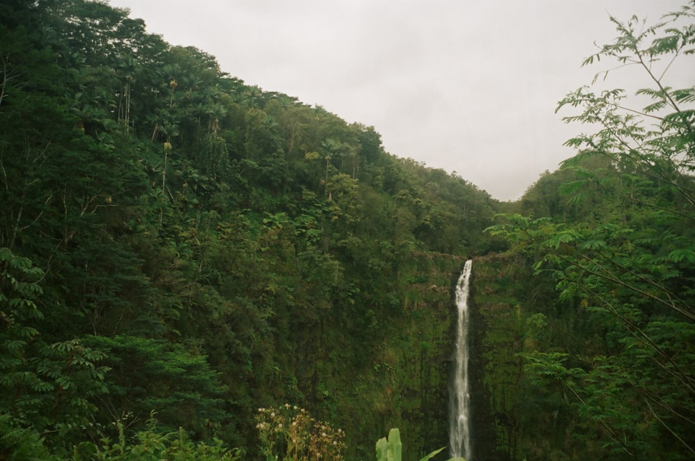 a large waterfall in the middle of a forest