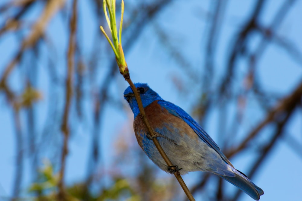 a blue bird sitting on a branch of a tree