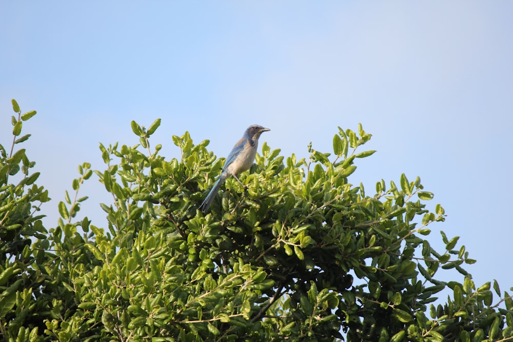 a bird sitting on top of a green tree